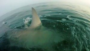 Haines Hunter MD John Haber displays a 760 prototype hull.